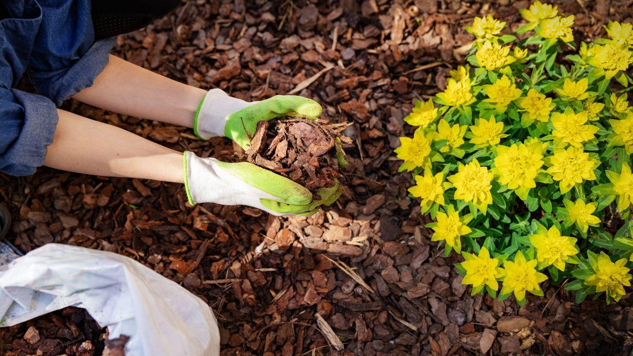 Why You Should Mulch Your Garden In Late Summer: Boost Growth